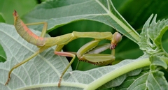 Sphodropoda quinquedens