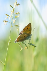 Lycaena alciphron