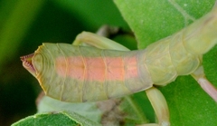 Sphodropoda quinquedens