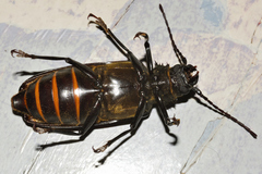 Aplagiognathus spinosus