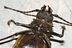 Aplagiognathus spinosus