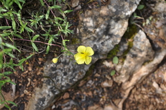 Helianthemum oelandicum orientale