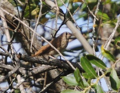 Luscinia megarhynchos