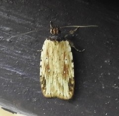 Agonopterix atrodorsella
