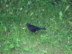 Turdus merula