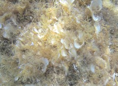 Padina pavonica