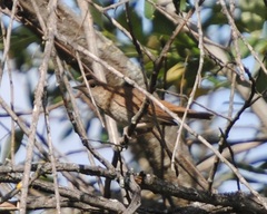 Luscinia megarhynchos