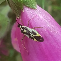 Grypocoris stysi