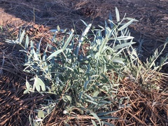 Oxytropis lambertii