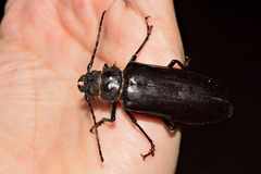 Aplagiognathus spinosus