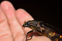 Aplagiognathus spinosus