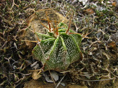 Astrophytum ornatum