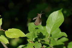Satyrium pruni