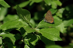 Satyrium pruni