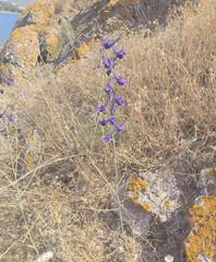 Delphinium peregrinum