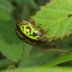 Calligrapha fulvipes