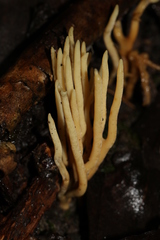 Phaeoclavulina ochracea