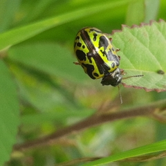 Calligrapha fulvipes