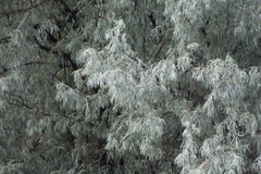 Elaeagnus angustifolia