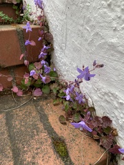 Campanula poscharskyana