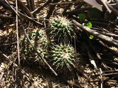 Mammillaria compressa compressa