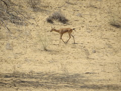 Gazella bennettii