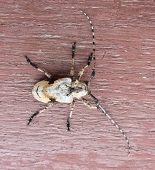 Cnemolia lateralis