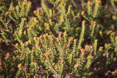 Penaea mucronata (Penaea mucronata)