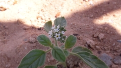 Heliotropium europaeum