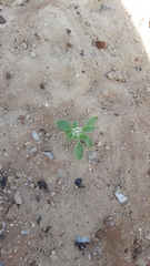 Heliotropium europaeum