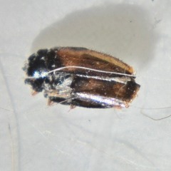 Reesa vespulae