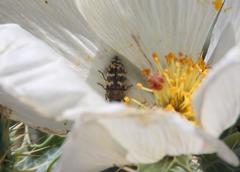 Acmaeodera bowditchi