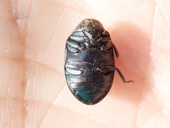 Byrrhus pilula