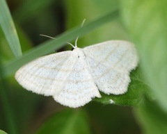 Scopula quadrilineata