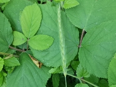 Hordelymus europaeus