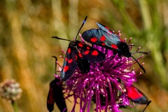 Zygaena lonicerae