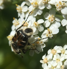 Trichiotinus affinis