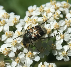 Trichiotinus affinis