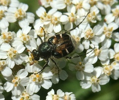 Trichiotinus affinis
