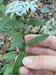 Sericocarpus asteroides