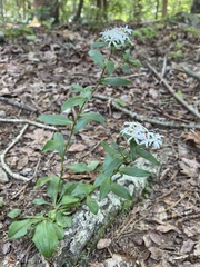 Sericocarpus asteroides