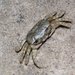 Laguna Madre Fiddler Crab - Photo (c) cfa, some rights reserved (CC BY-NC), uploaded by cfa