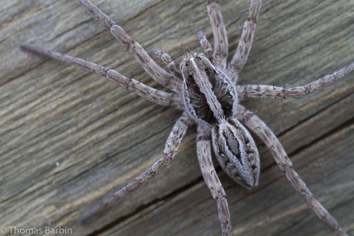 McCook's Split Wolf Spider