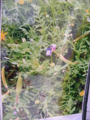 Astragalus brazoensis