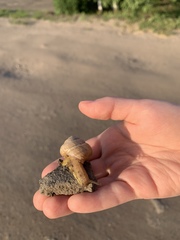 Caucasotachea vindobonensis