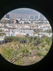 Pyrocephalus rubinus mexicanus