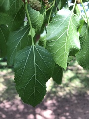 Morus alba