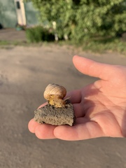 Caucasotachea vindobonensis