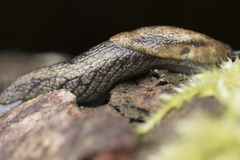 Prophysaon vanattae
