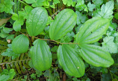 Prosartes smithii